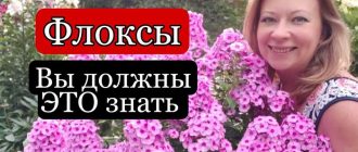 Как правильно подкормить флоксы
