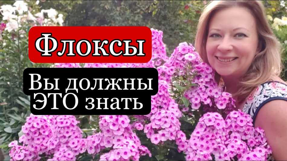 Как подкормить флоксы?