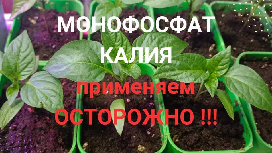 Оптимальное время для подкормки перца монофосфатом калия