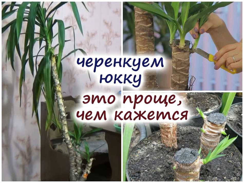 Уход после подрезки юкки