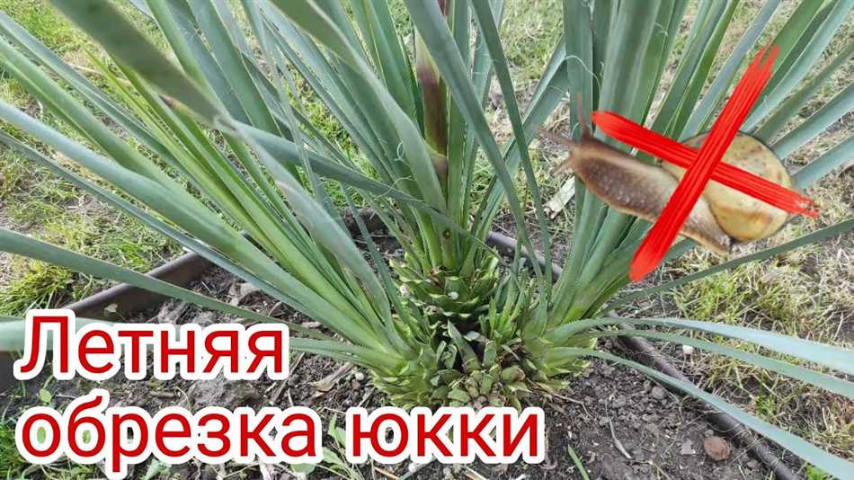 Юкка: описание и особенности