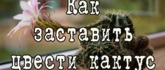 Как понять, что кактус готов к цветению: 5 признаков