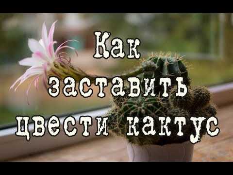 Как понять что кактус будет цвести?