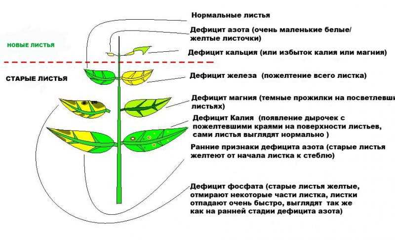 Замедленный рост