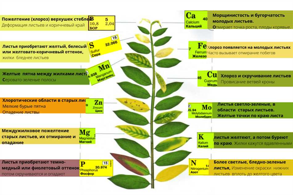 Как понять что растениям не хватает железа?