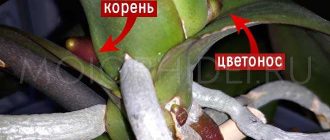 Как понять где цветоносы а где корни у орхидей?