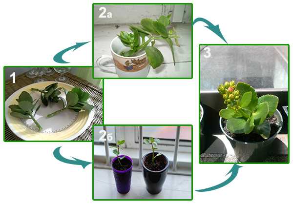 Как посадить отросток каланхоэ в домашних?