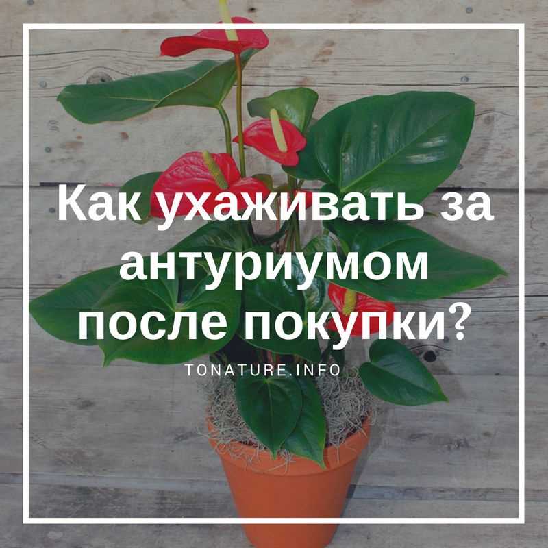 Определение необходимости полива почвы