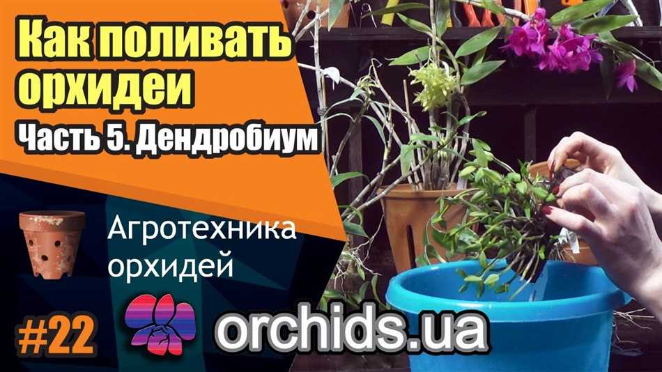 Раздел 1: Необходимость правильного полива