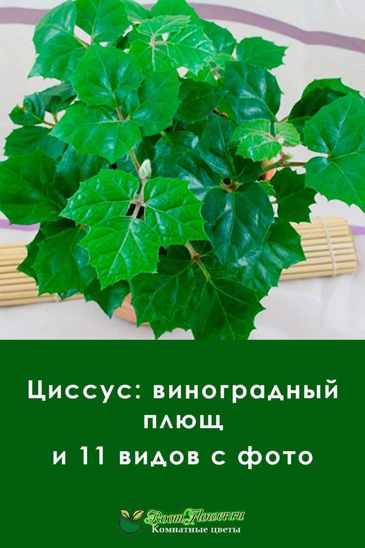 Рекомендации по поливу в случае заболевания или стресса растения