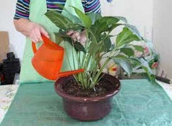 Какие ошибки нужно избегать при поливе цветка 