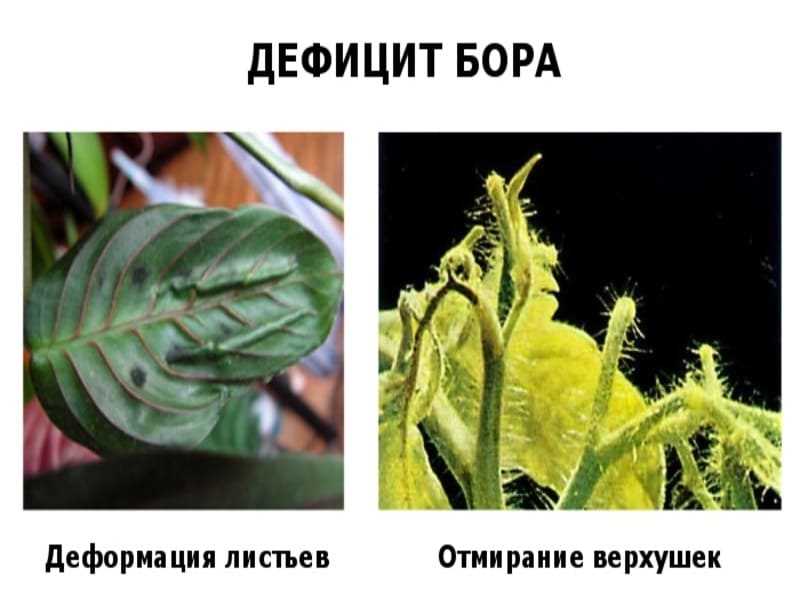 Рекомендации по определению уровня кислотности почвы