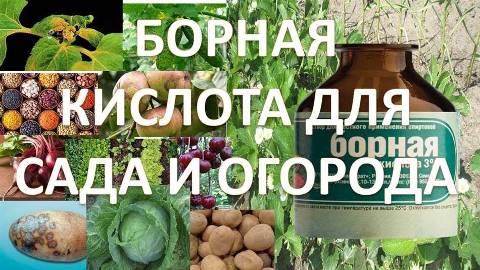 Раздел 2: Как правильно применять борную кислоту в саду и огороде?