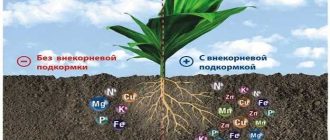 Как проводить внекорневую подкормку: инструкция и советы