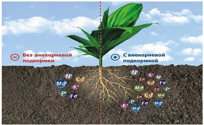 Как проводить внекорневую подкормку?