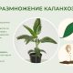 Как размножать каланхоэ в домашних условиях: советы и рекомендации