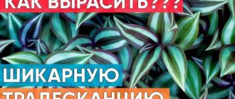 Как размножить традесканцию в домашних условиях