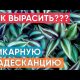 Как размножить традесканцию в домашних условиях