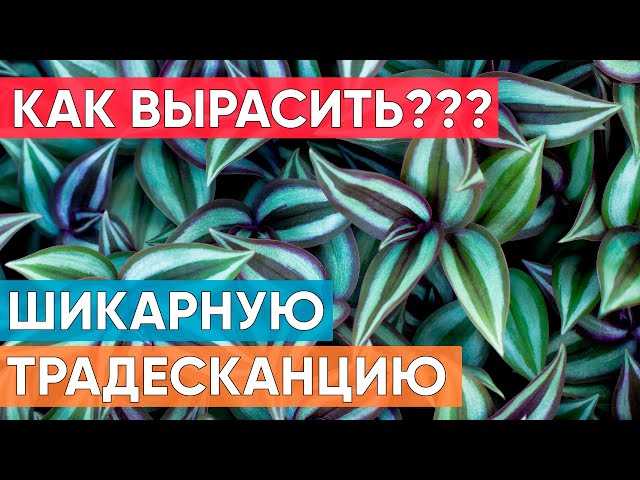 Как размножить традесканцию в домашних условиях?