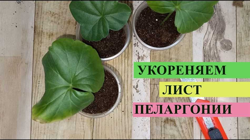 Солнцелюбивые сорта герани