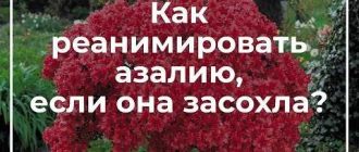 Как вернуть жизнь азалии: простые способы реанимации в домашних условиях