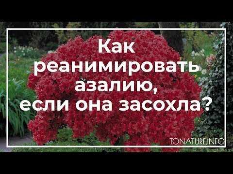 Как реанимировать азалию засохшую в домашних условиях?