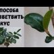 Как вырастить фикус кустом: советы и рекомендации