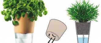 Как сделать фитиль для полива фиалок в домашних условиях?