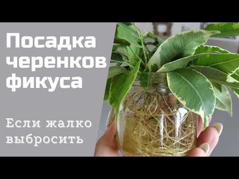 Как сделать грунт для фикуса?