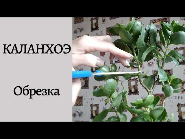 Подходящая среда для формирования