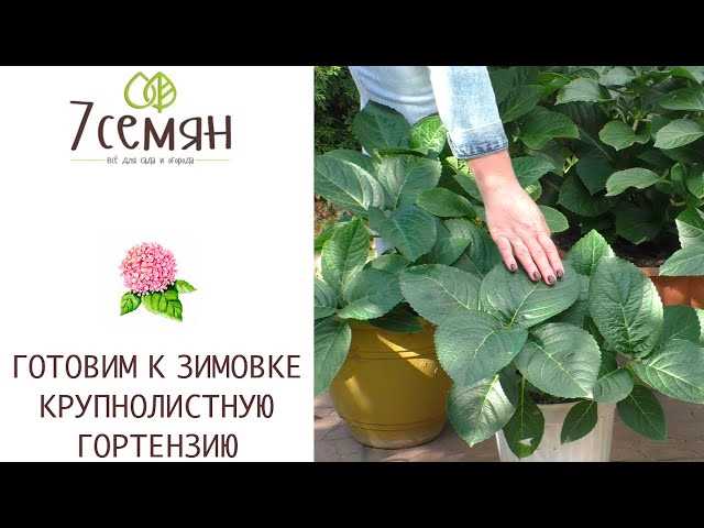 Особенности зимовки гортензии в горшке