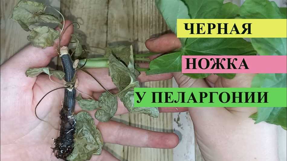 Недостаток освещения и неподходящие условия содержания