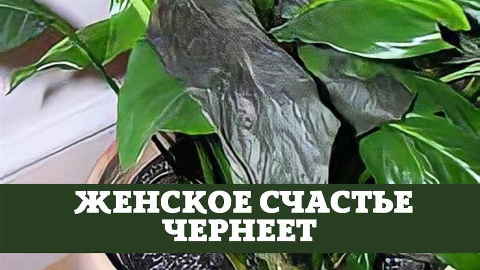 Почему у цветка 