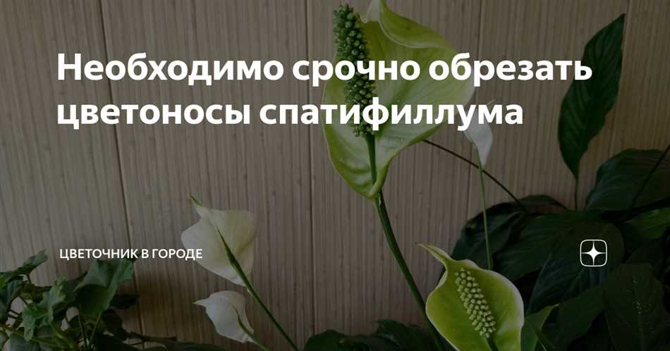 Использование специальных инструментов для удаления отцветших цветков