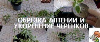 Как правильно укоренить черенки аптении в домашних условиях