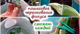 Как укоренить лист фикуса каучуконосного - секреты успешного размножения