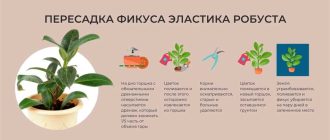 Уход за фикусом робуста в домашних условиях: советы и рекомендации