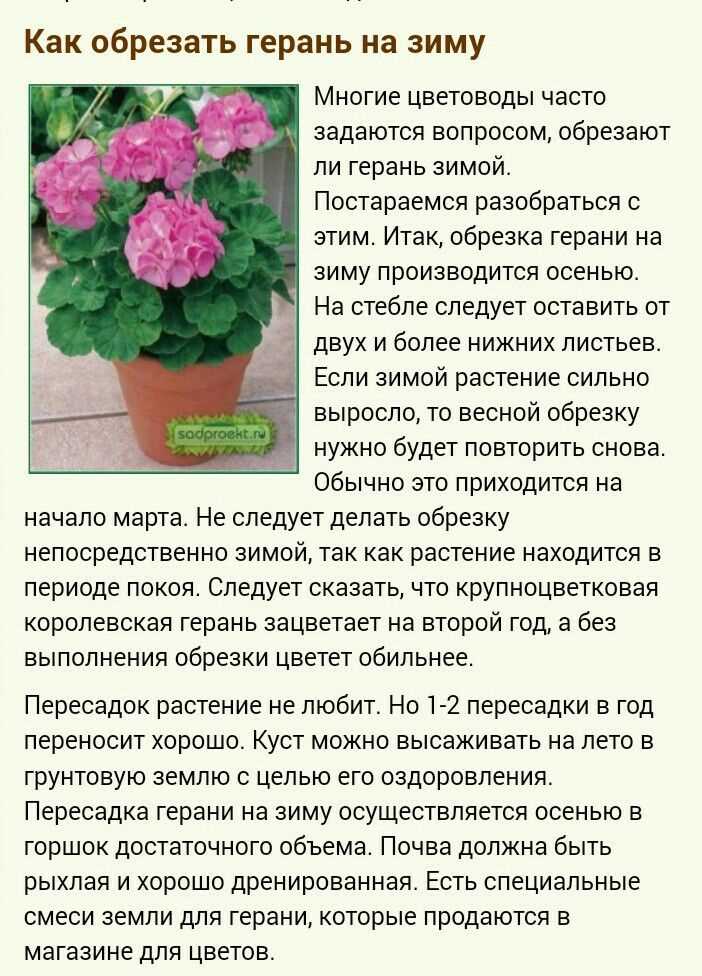 Освещение для гераней зимой