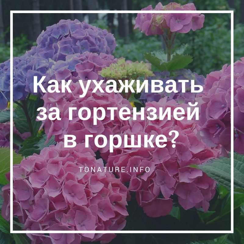 Уход за гортензией в горшке