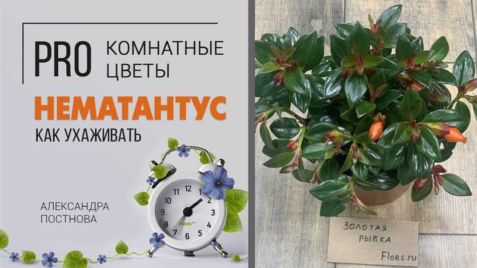 Подкормка и удобрение
