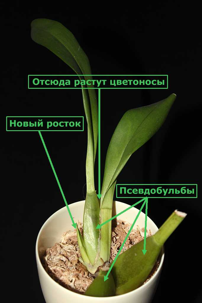 Уход за цветущей орхидеей