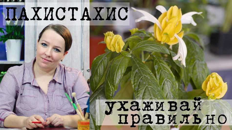 Выбор оптимального места для размещения пахистахиса