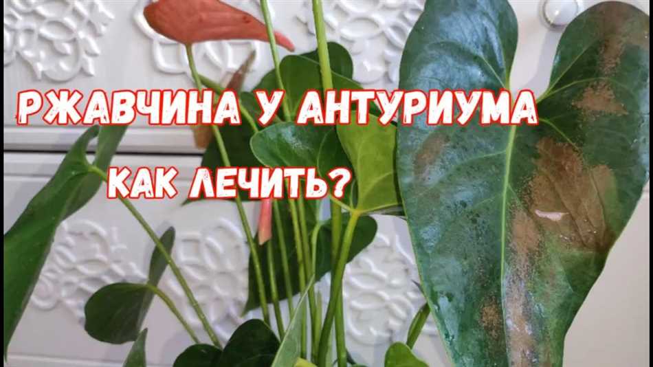 Шаги по вылечиванию антуриума от ржавчины