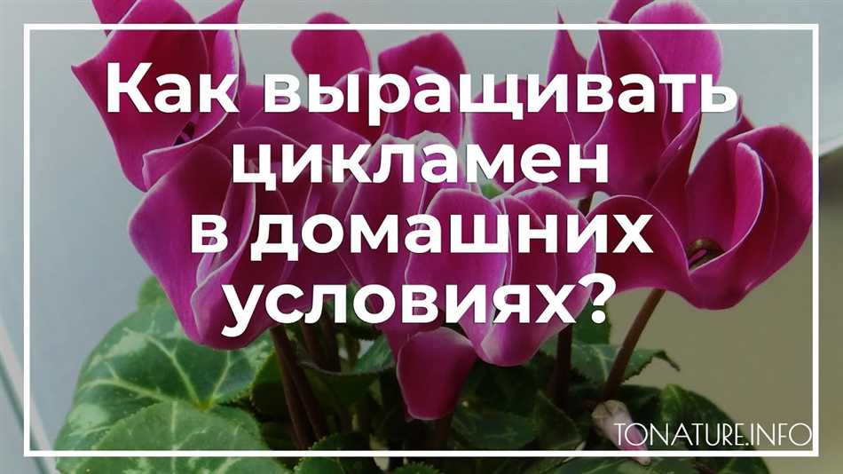 Правильная техника посадки цикламена