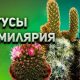 Как правильно ухаживать за кактусом маммиллярией? | Советы по уходу