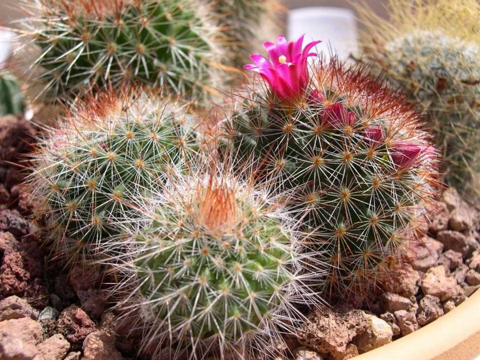 1. Маммиллярия кристата (Mammillaria cristata)