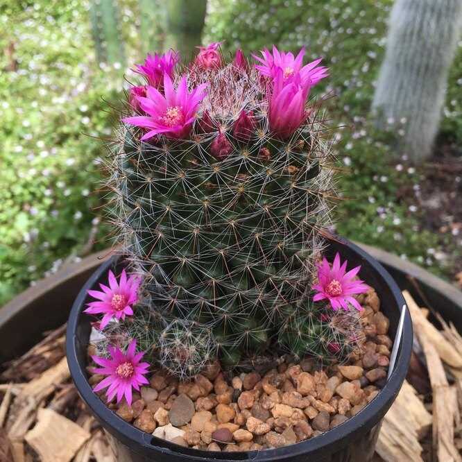 3. Маммиллярия зубчатая (Mammillaria spinosissima)