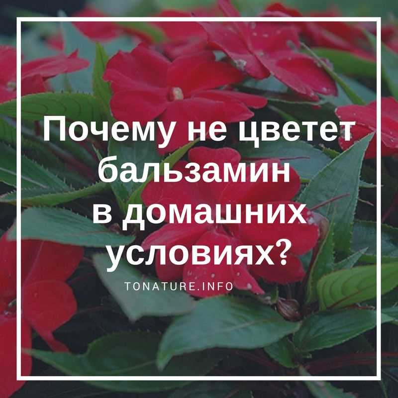 Как заставить бальзамин цвести?