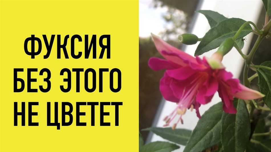 Как заставить цвести фуксию?