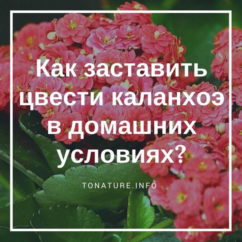 Необходимость яркого освещения